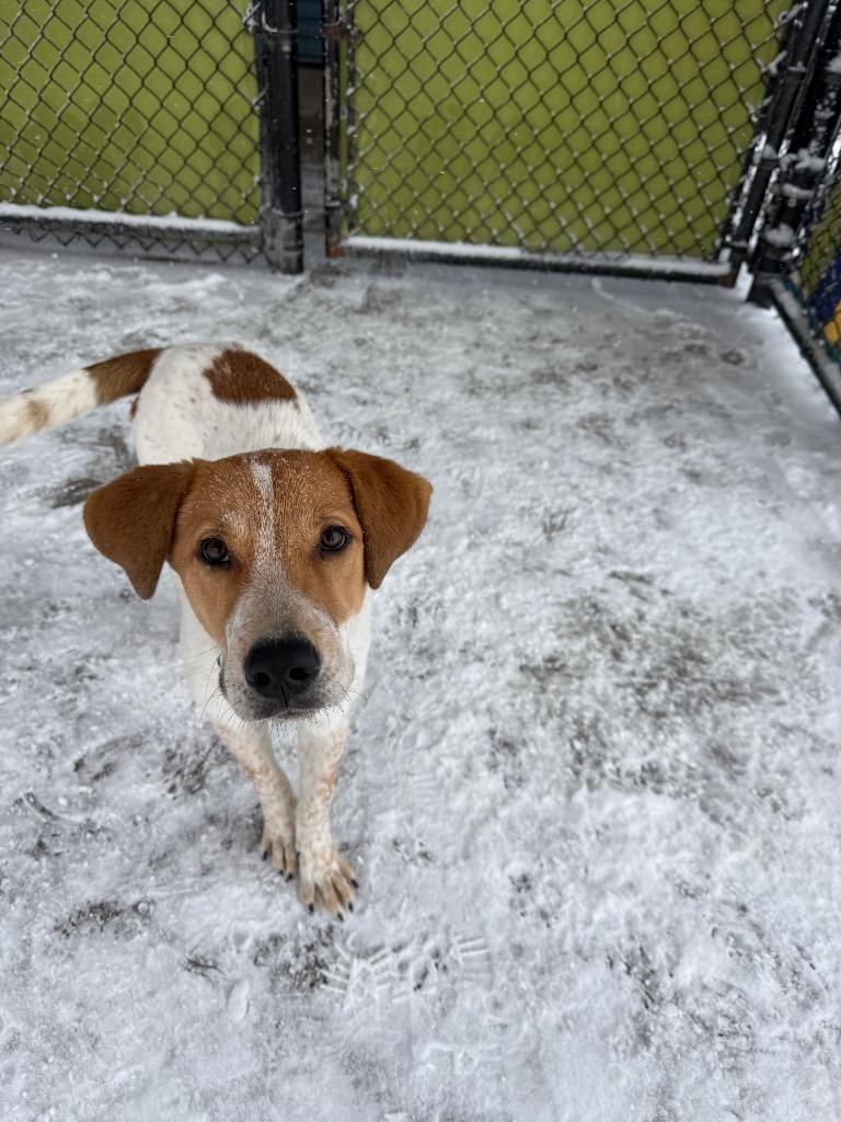 Enlarge Riley, a Adoptable mixed breed in North Syracuse, NY image 5/5