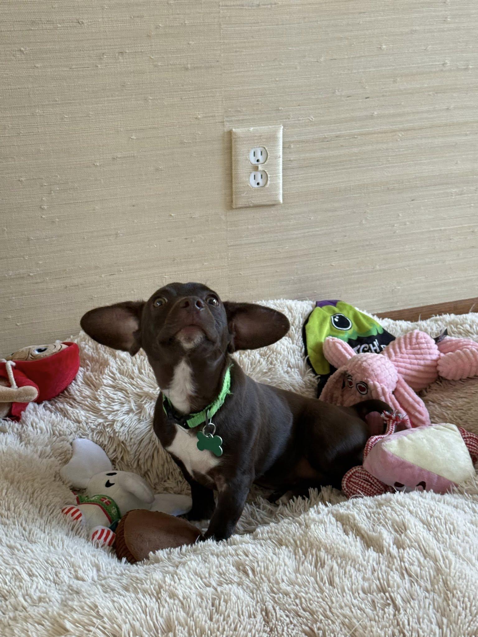 Enlarge Pilot, a Adoptable Dachshund in Greenville, SC image 2/3