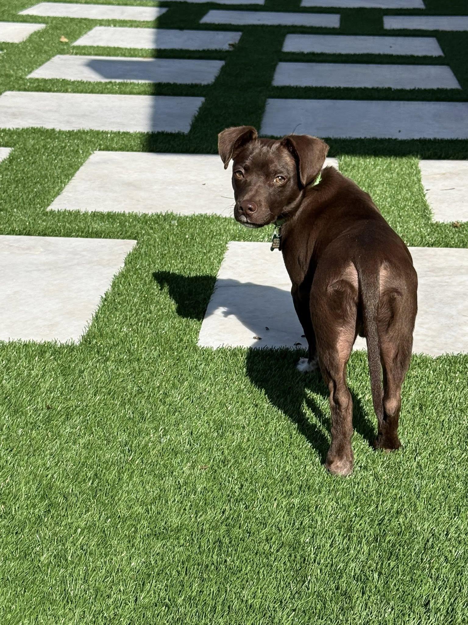 Pilot, Adoptable, Young Male Dachshund.