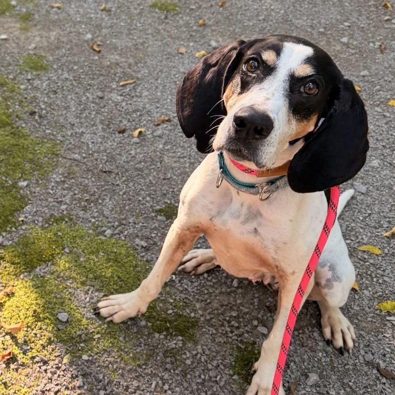 Rose, a ADOPTABLE Coonhound in Mount Juliet, TN image 1/2