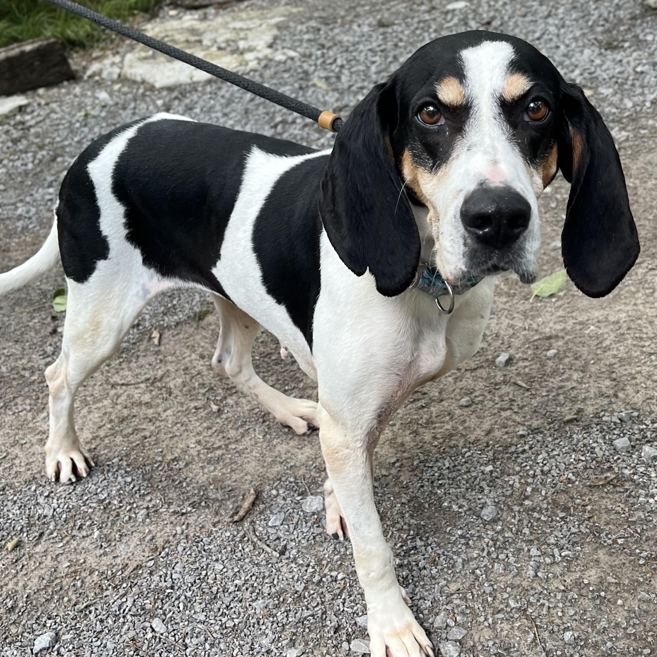 Rose, a ADOPTABLE Coonhound in Mount Juliet, TN image 2/2