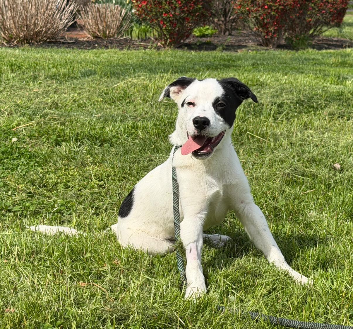 Jay, ADOPTABLE, Young Male Labrador Retriever.