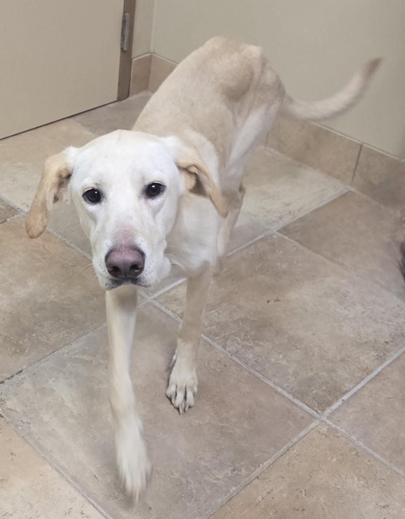 Enlarge Dusty, a ADOPTABLE mixed breed in Brainerd, MN image 1/1