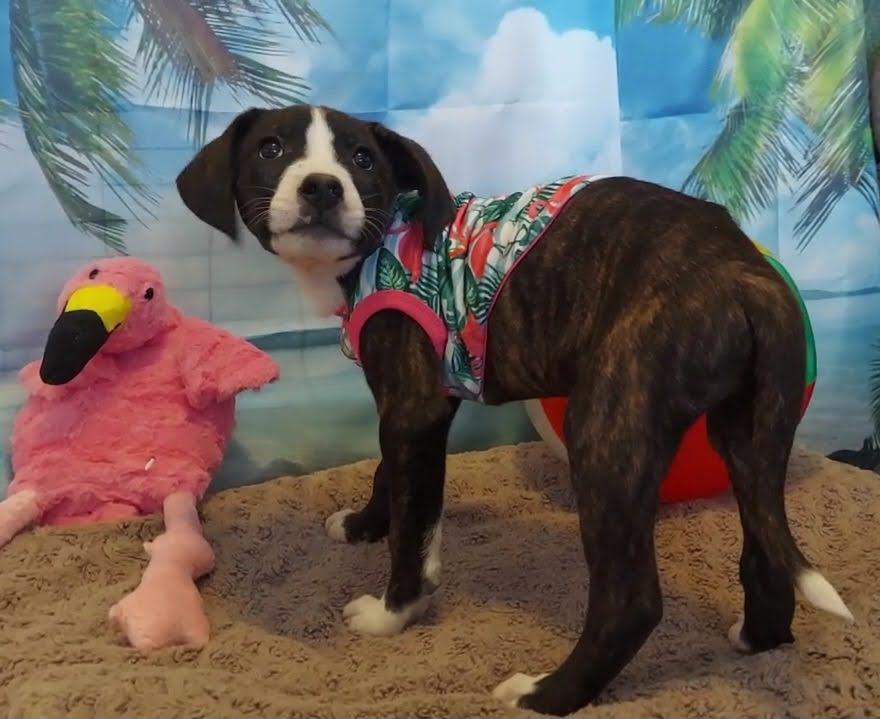 Montego, a Adoptable mixed breed in Salt Lake City, UT image 6/6