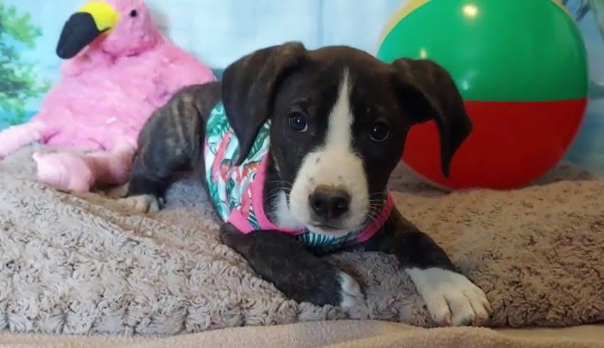 Montego, a Adoptable mixed breed in Salt Lake City, UT image 5/6