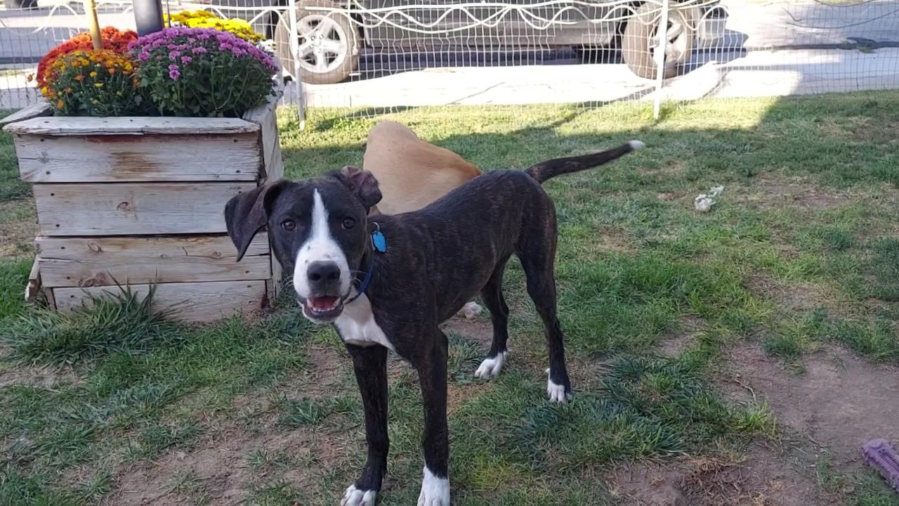 Montego, Adoptable, Young Male Hound & Pit Bull Terrier.