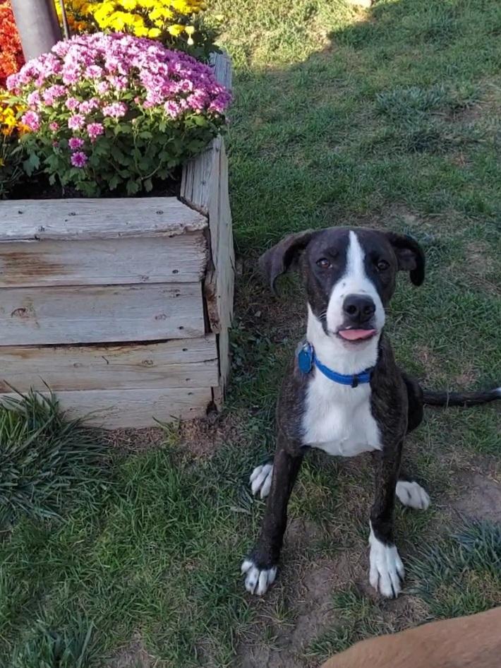 Montego, a Adoptable mixed breed in Salt Lake City, UT image 4/6