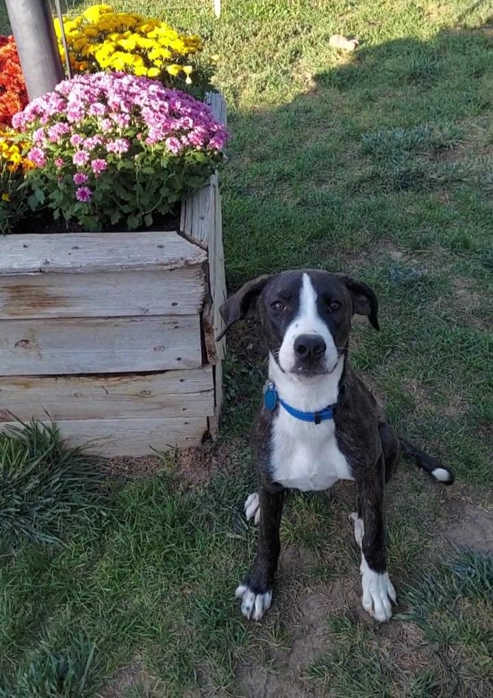 Montego, a Adoptable mixed breed in Salt Lake City, UT image 2/6