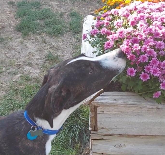 Montego, a Adoptable mixed breed in Salt Lake City, UT image 3/6