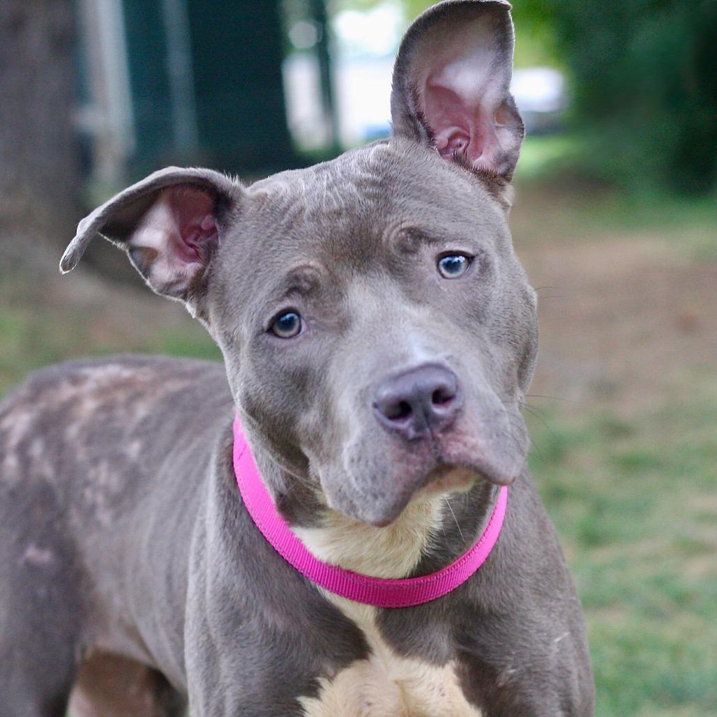 Enlarge Lala, a Adoptable Mixed Breed in Allentown, PA image 1/3