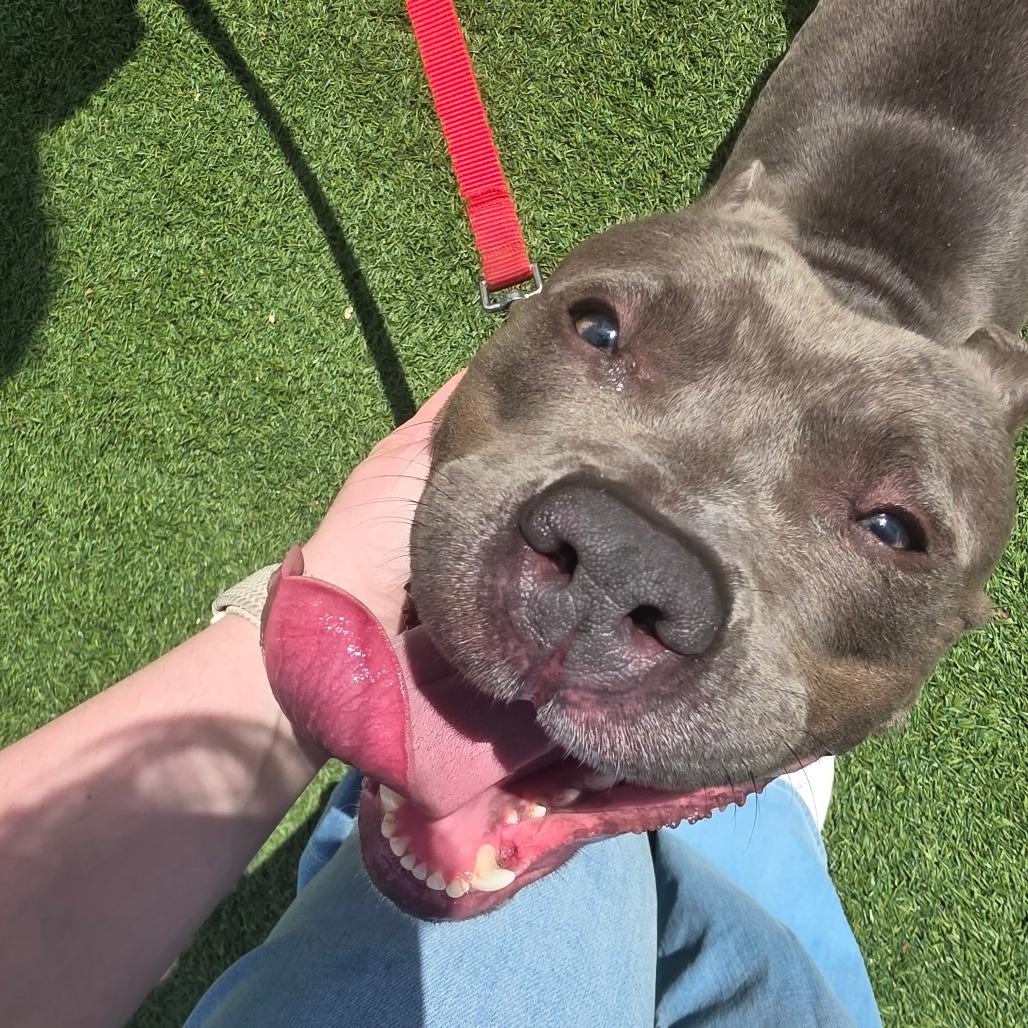 Enlarge Lala, a Adoptable Mixed Breed in Allentown, PA image 1/6