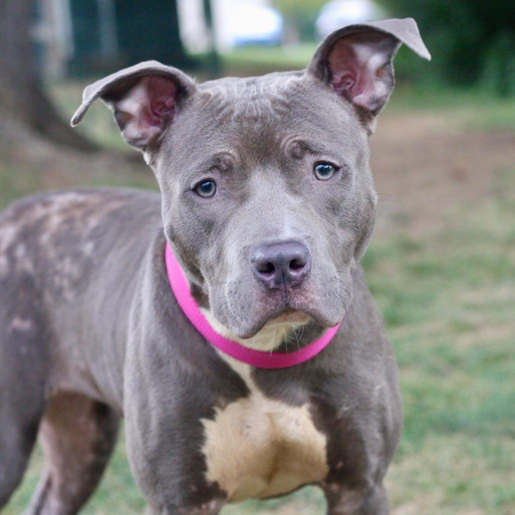 Enlarge Lala, a Adoptable Mixed Breed in Allentown, PA image 2/3