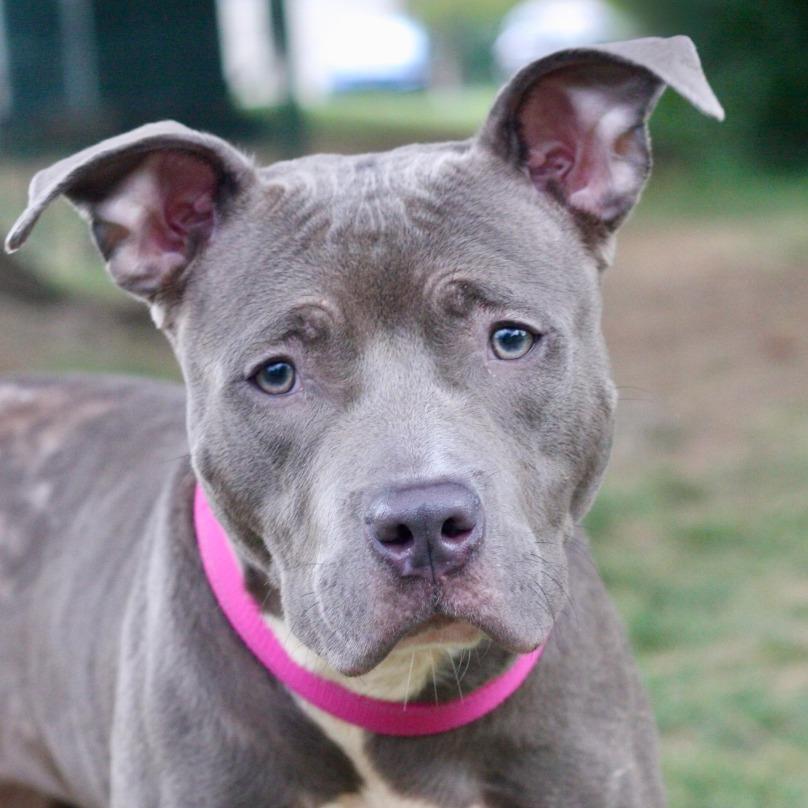 Enlarge Lala, a Adoptable Mixed Breed in Allentown, PA image 1/3