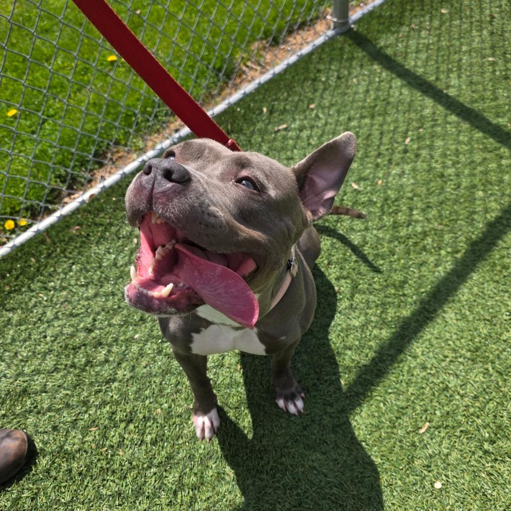 Enlarge Lala, a Adoptable Mixed Breed in Allentown, PA image 3/6