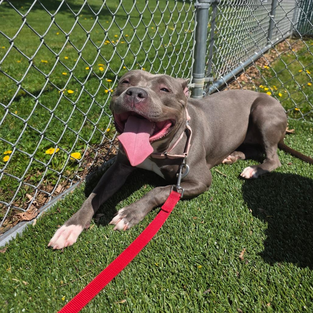 Enlarge Lala, a Adoptable Mixed Breed in Allentown, PA image 5/6