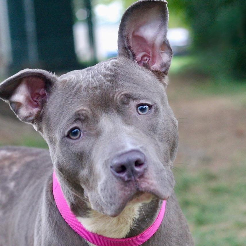 Enlarge Lala, a Adoptable Mixed Breed in Allentown, PA image 3/3