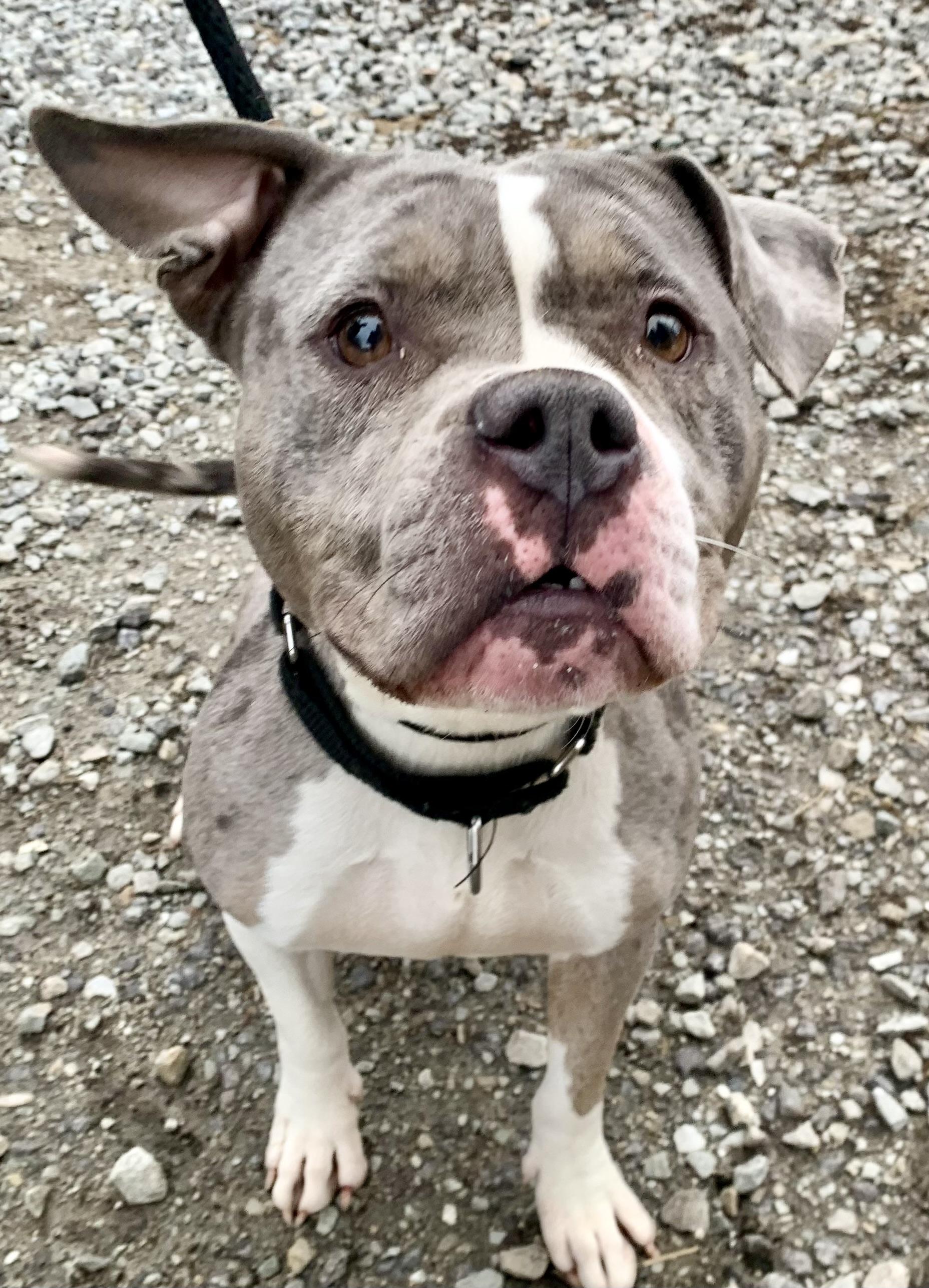 Jazzy , a ADOPTABLE American Bully in McKeesport, PA image 2/6