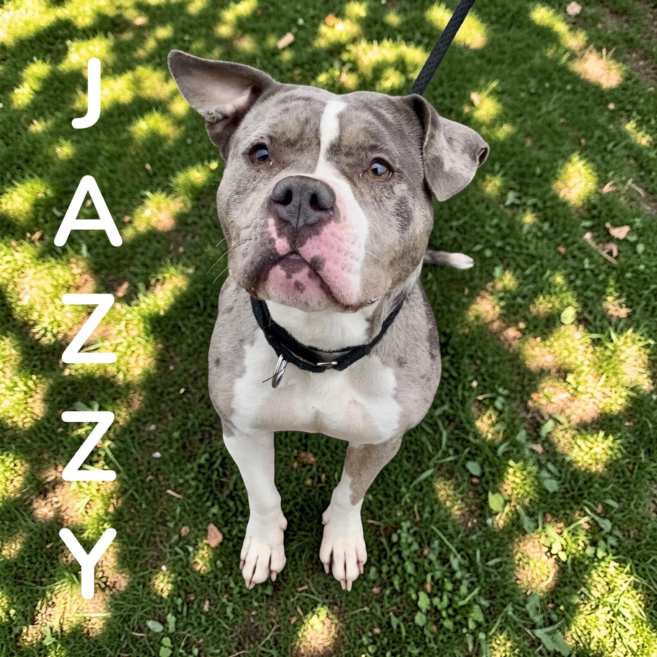 Jazzy , a ADOPTABLE American Bully in McKeesport, PA image 1/6