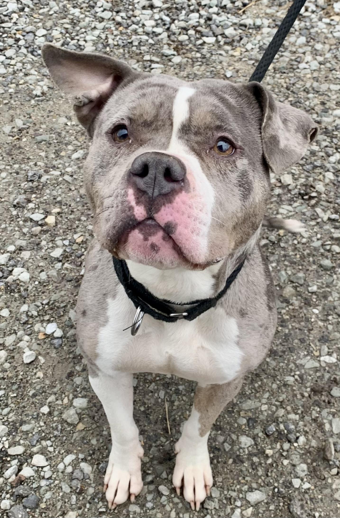 Jazzy , a ADOPTABLE American Bully in McKeesport, PA image 5/6