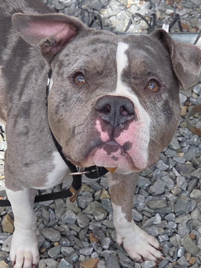 Jazzy , a ADOPTABLE American Bully in McKeesport, PA image 3/6