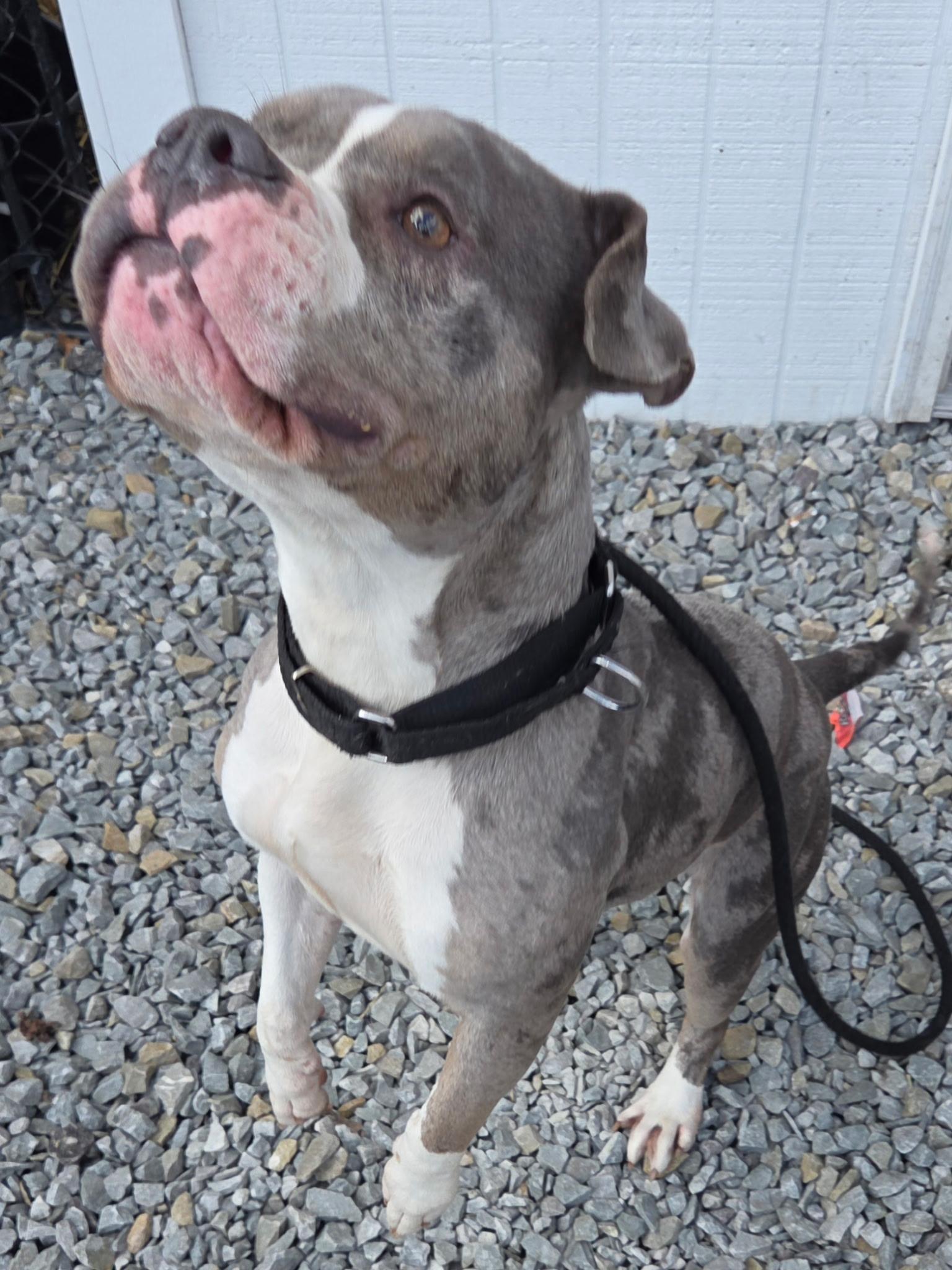 Jazzy , a ADOPTABLE American Bully in McKeesport, PA image 4/6