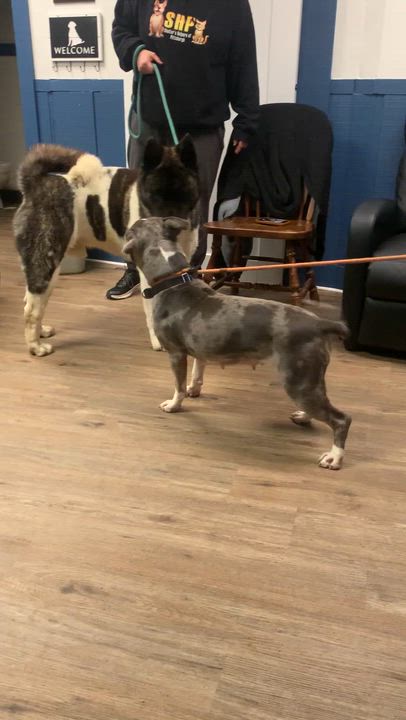 Enlarge Jazzy , a ADOPTABLE American Bully in McKeesport, PA video 6/6