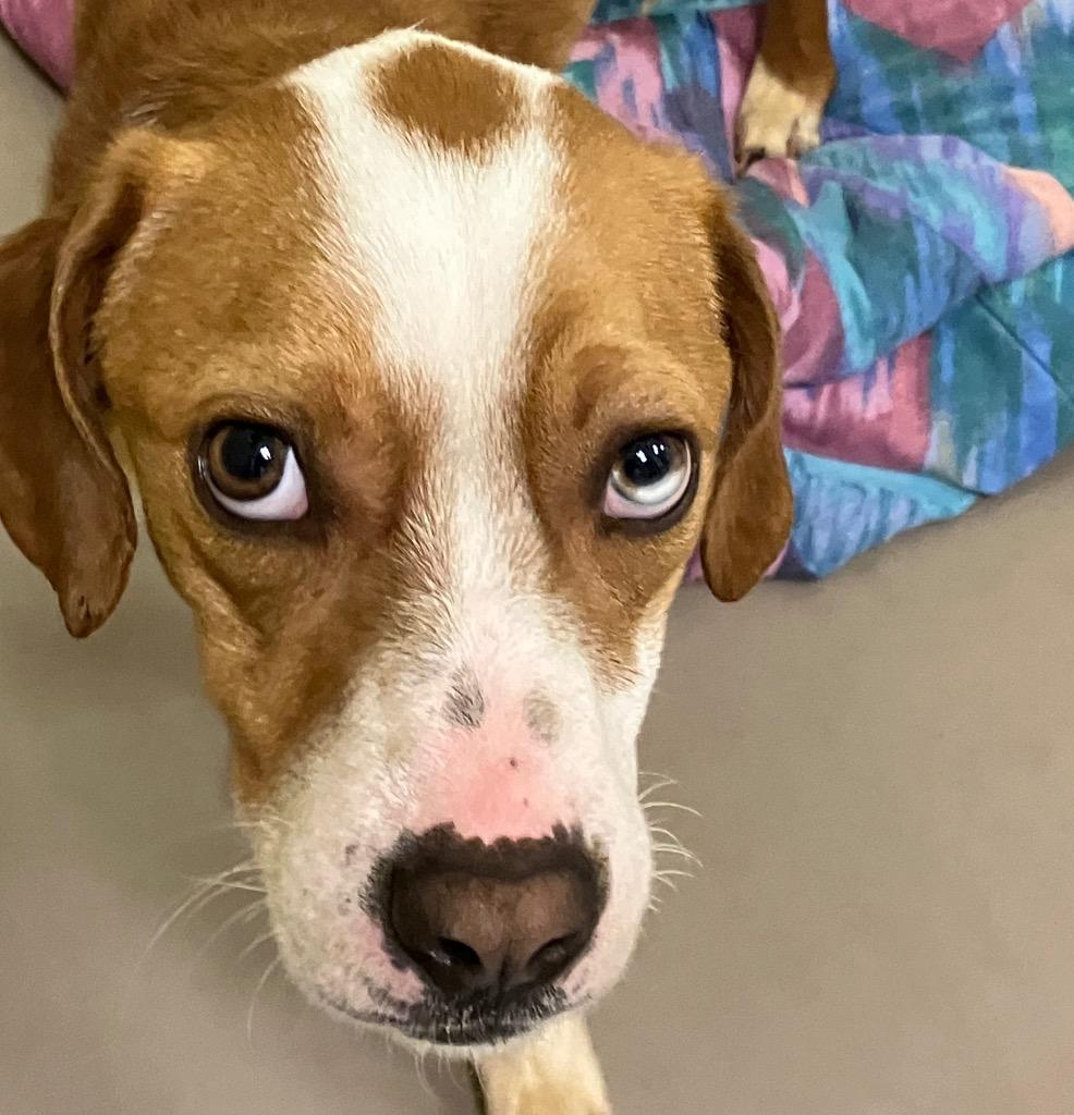 Enlarge Valerian, a Adoptable mixed breed in Christiansburg, VA image 1/5