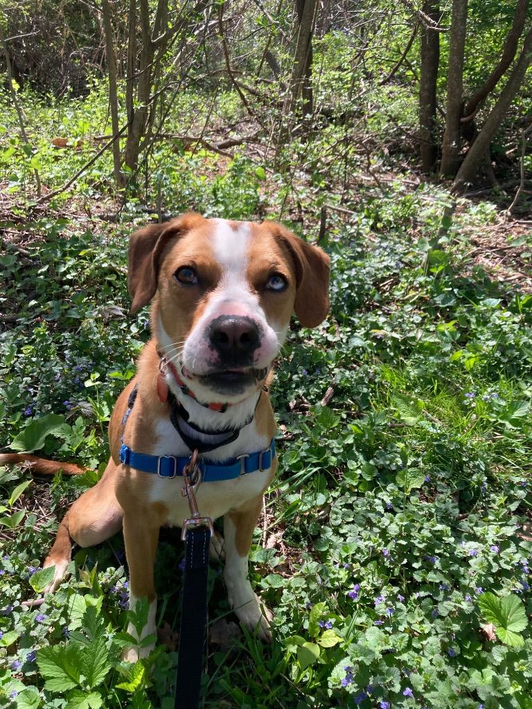 Valerian, Adoptable, Young Male Hound.