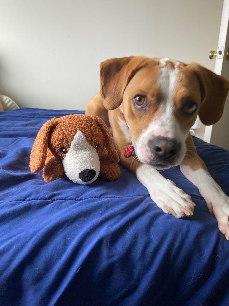 Valerian, a Adoptable mixed breed in Christiansburg, VA image 2/4