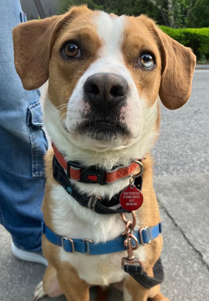 Enlarge Valerian, a Adoptable mixed breed in Christiansburg, VA image 3/5