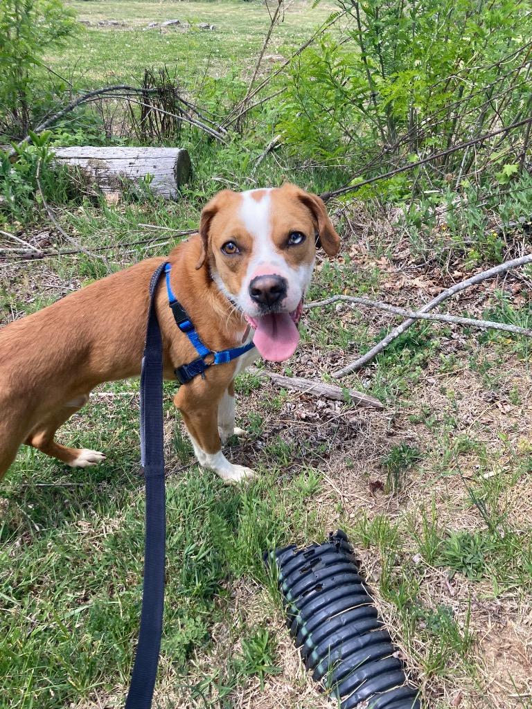 Enlarge Valerian, a Adoptable mixed breed in Christiansburg, VA image 4/5