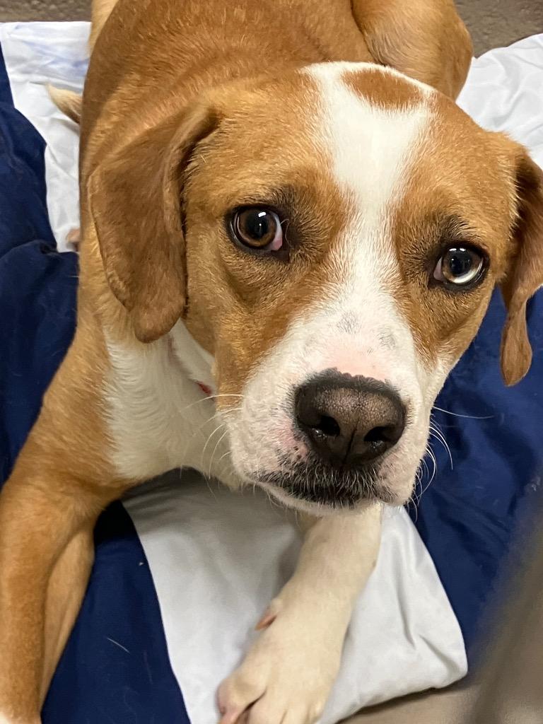 Enlarge Valerian, a Adoptable mixed breed in Christiansburg, VA image 5/5