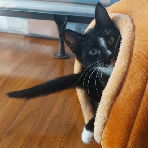 MACK, a ADOPTABLE Domestic Short Hair in Campbell River, BC image 3/5