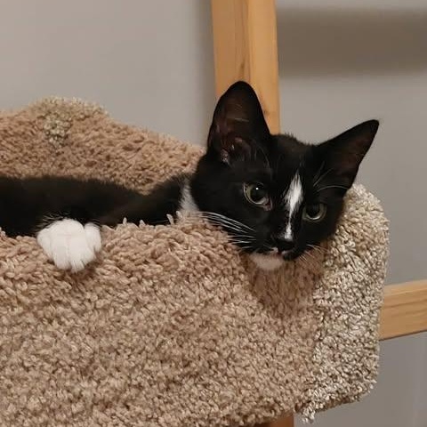 MACK, ADOPTABLE, Kitten Male Domestic Short Hair.