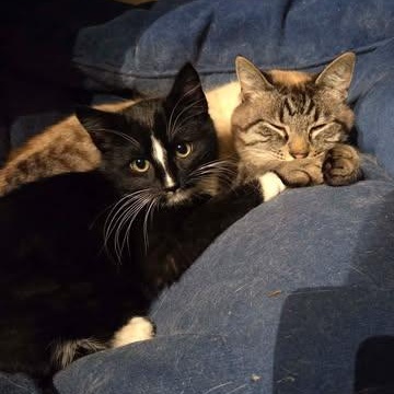 MACK, a ADOPTABLE Domestic Short Hair in Campbell River, BC image 4/5