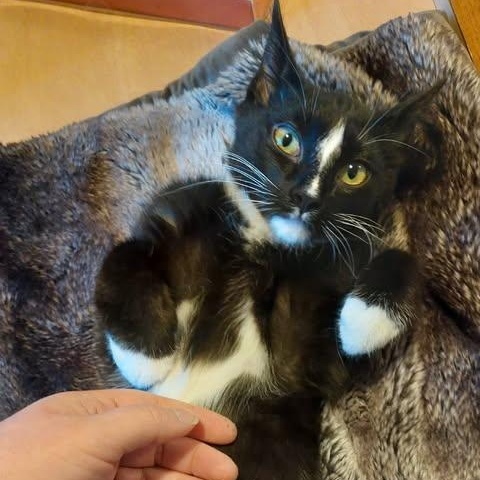 MACK, a ADOPTABLE Domestic Short Hair in Campbell River, BC image 2/5