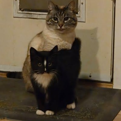 MACK, a ADOPTABLE Domestic Short Hair in Campbell River, BC image 5/5