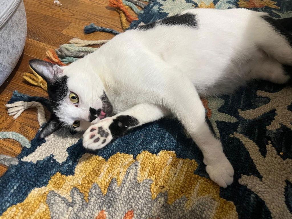 Cookie, Adoptable, Young Female Domestic Short Hair.