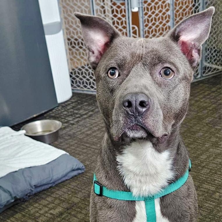 Archer, ADOPTABLE, Adult Male Pit Bull Terrier & Labrador Retriever.