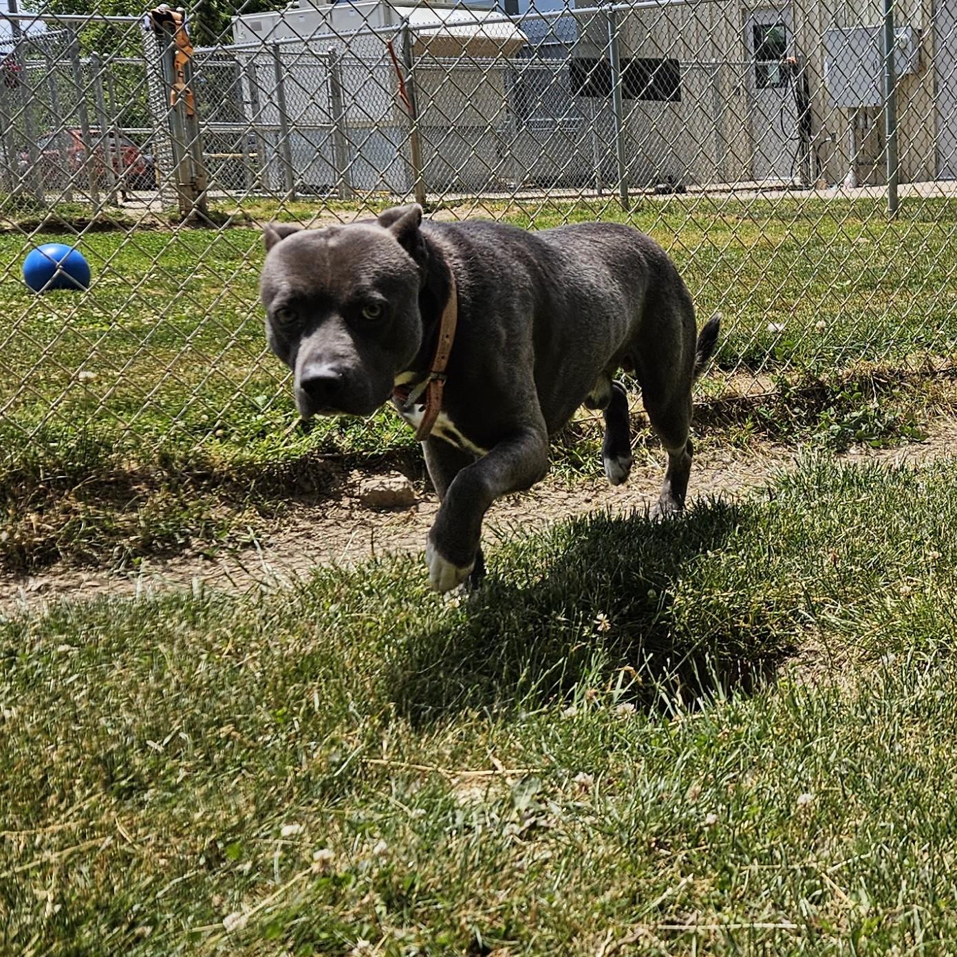 Archer, a ADOPTABLE mixed breed in Benton Harbor, MI image 2/6
