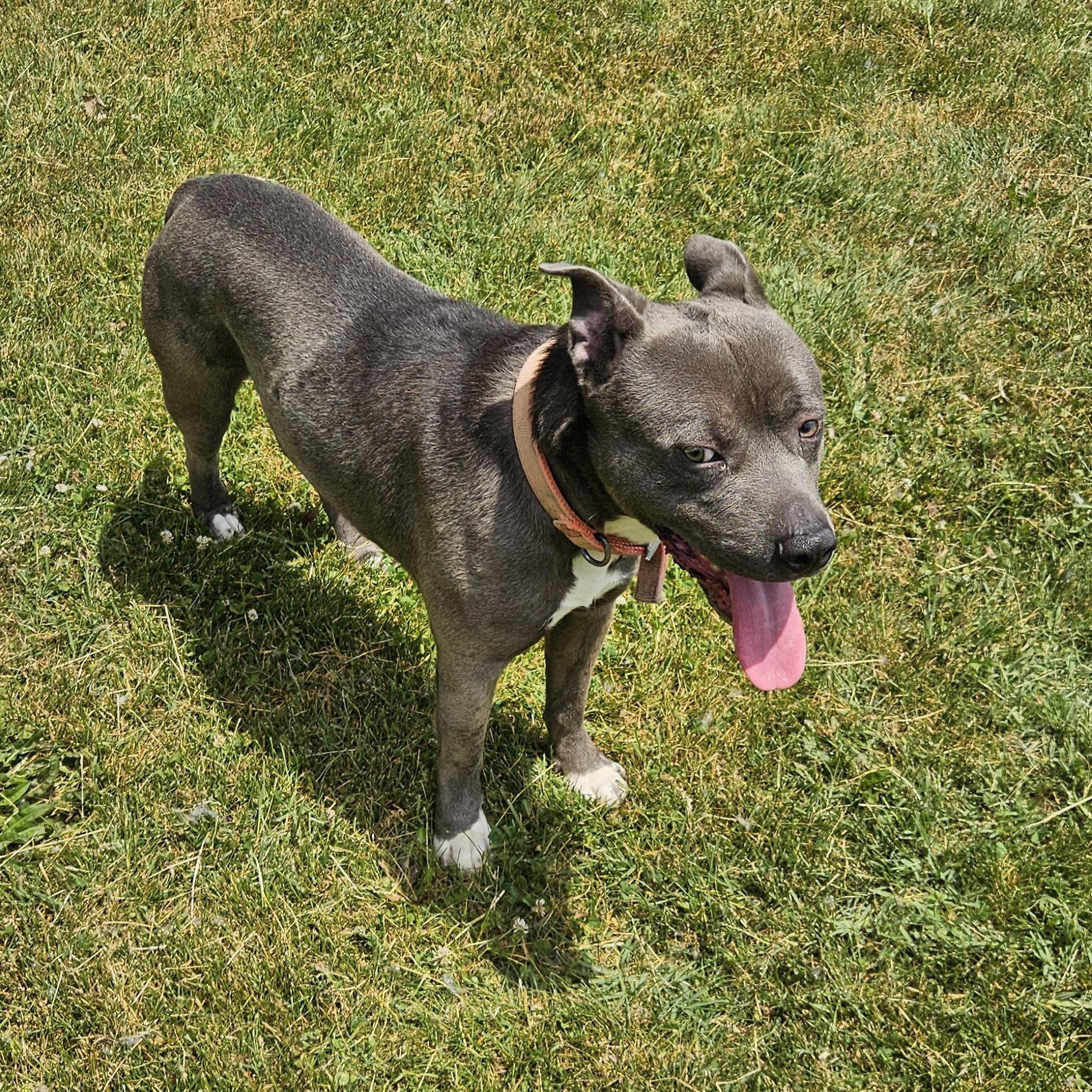 Archer, a ADOPTABLE mixed breed in Benton Harbor, MI image 6/6
