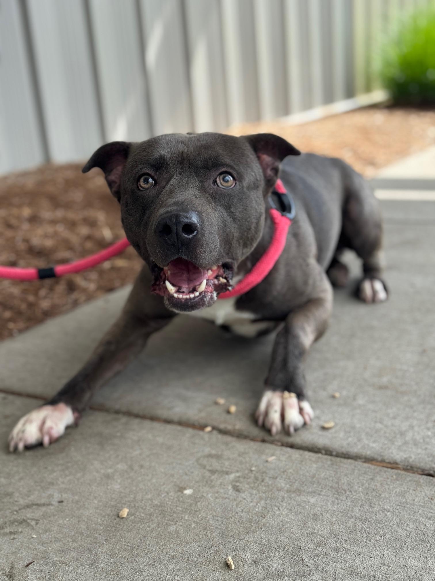 Archer, a ADOPTABLE mixed breed in Benton Harbor, MI image 3/6