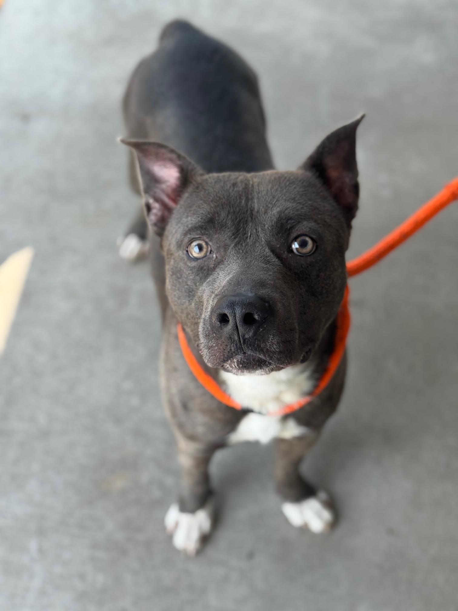 Archer, a ADOPTABLE mixed breed in Benton Harbor, MI image 1/6