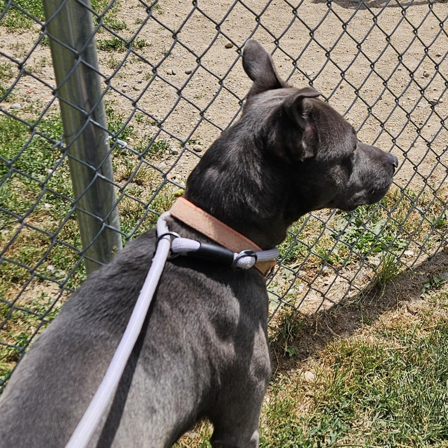 Archer, a ADOPTABLE mixed breed in Benton Harbor, MI image 4/6