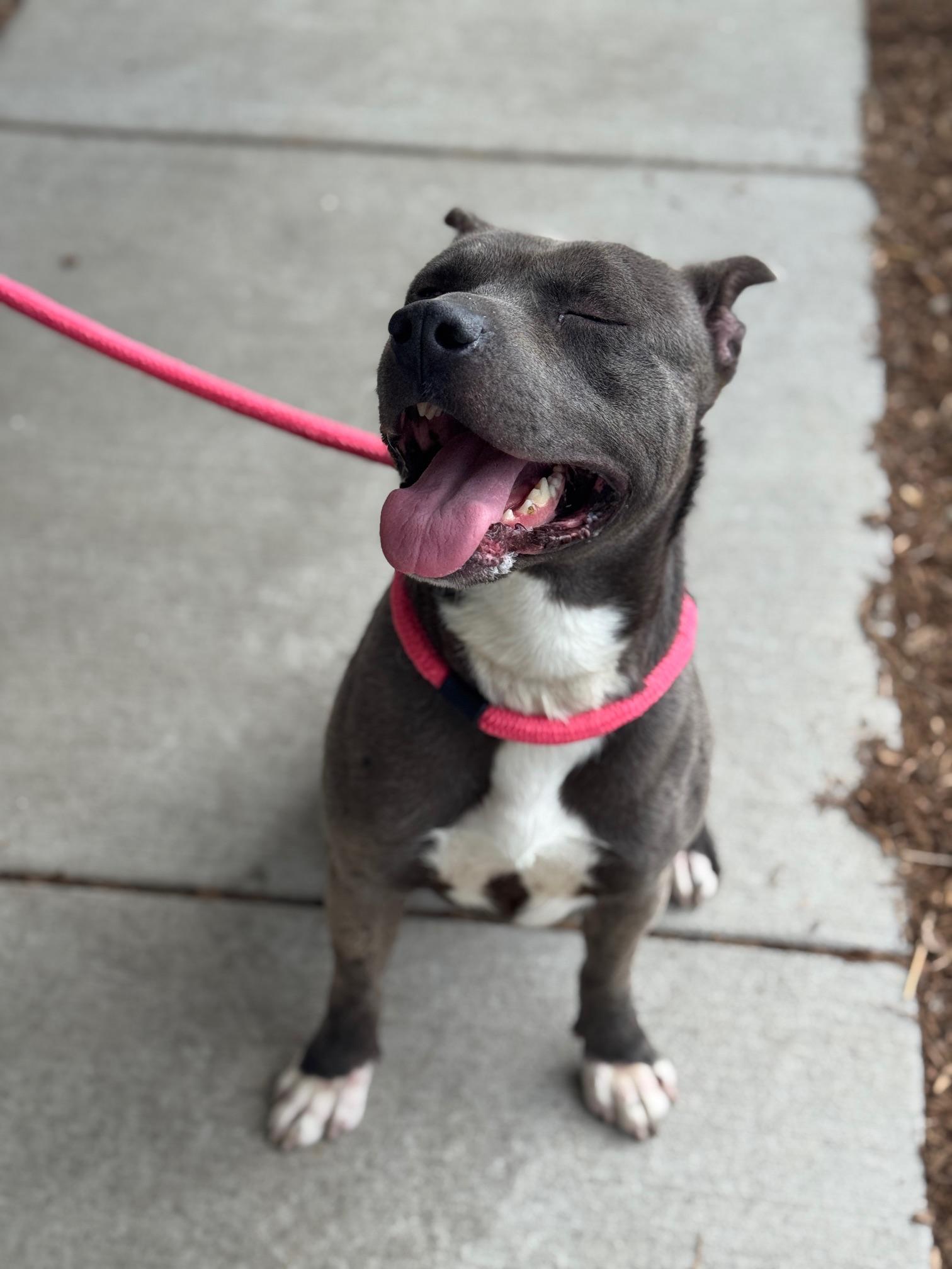 Archer, a ADOPTABLE mixed breed in Benton Harbor, MI image 2/6