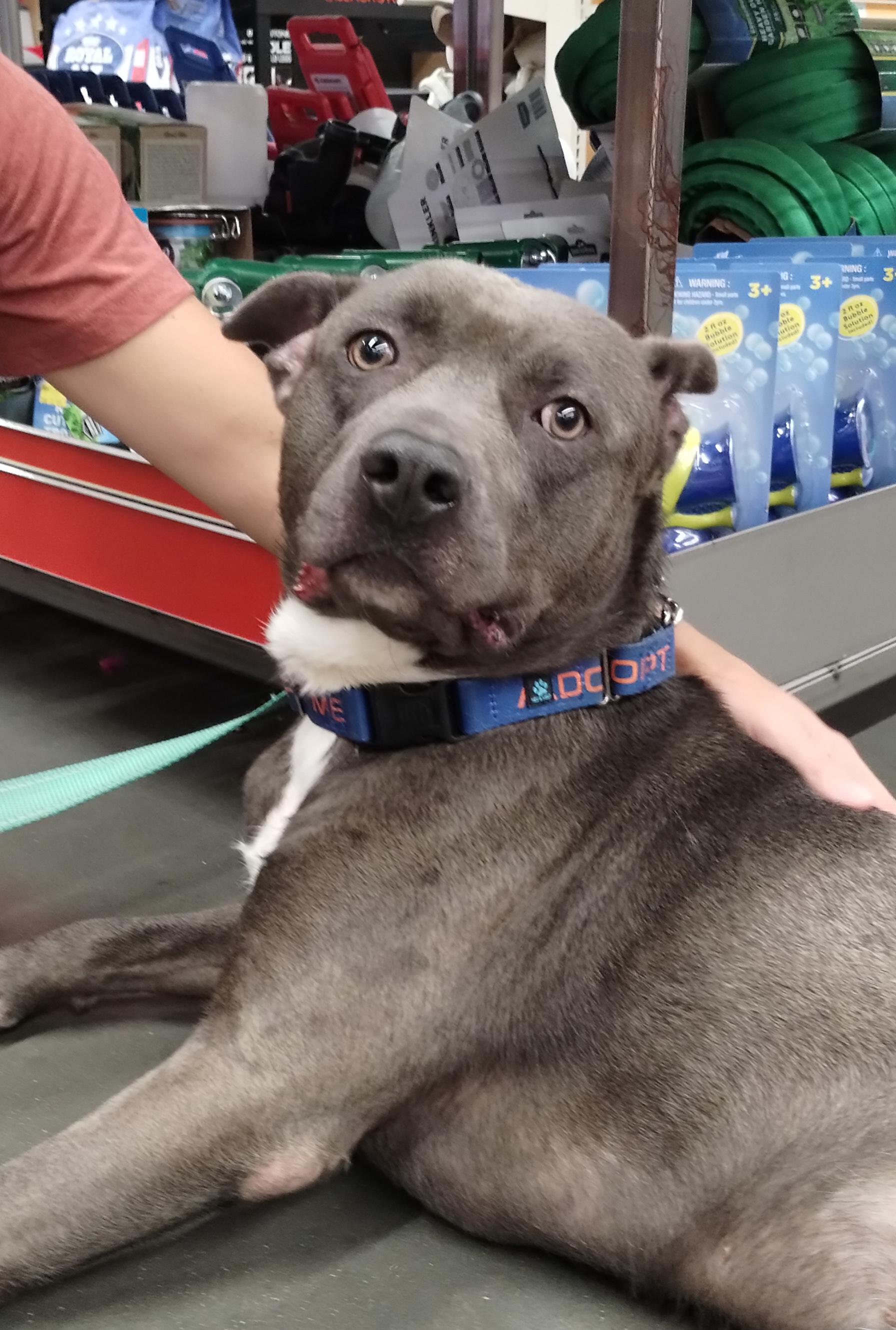 Archer, a ADOPTABLE mixed breed in Benton Harbor, MI image 4/6