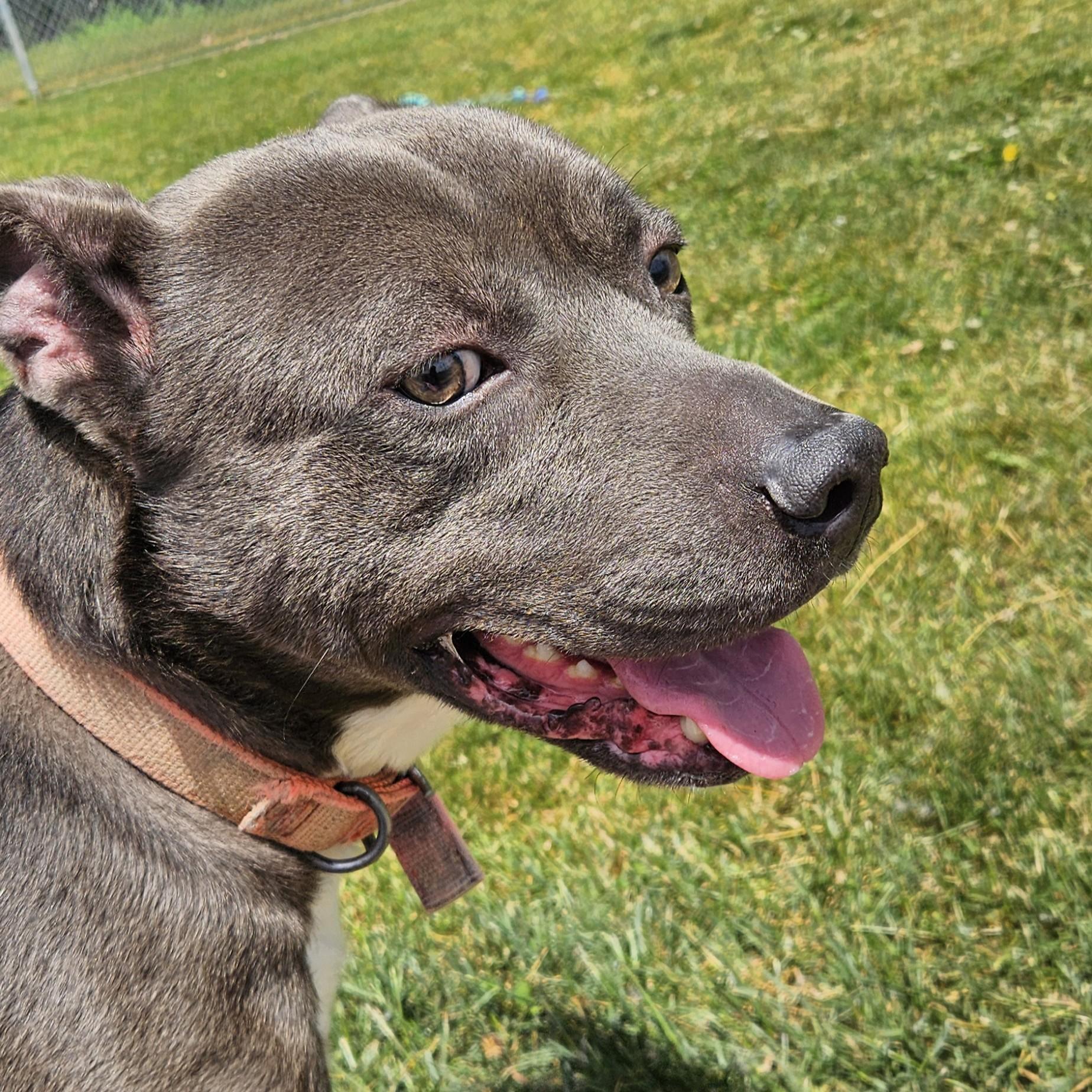 Archer, a ADOPTABLE mixed breed in Benton Harbor, MI image 1/6