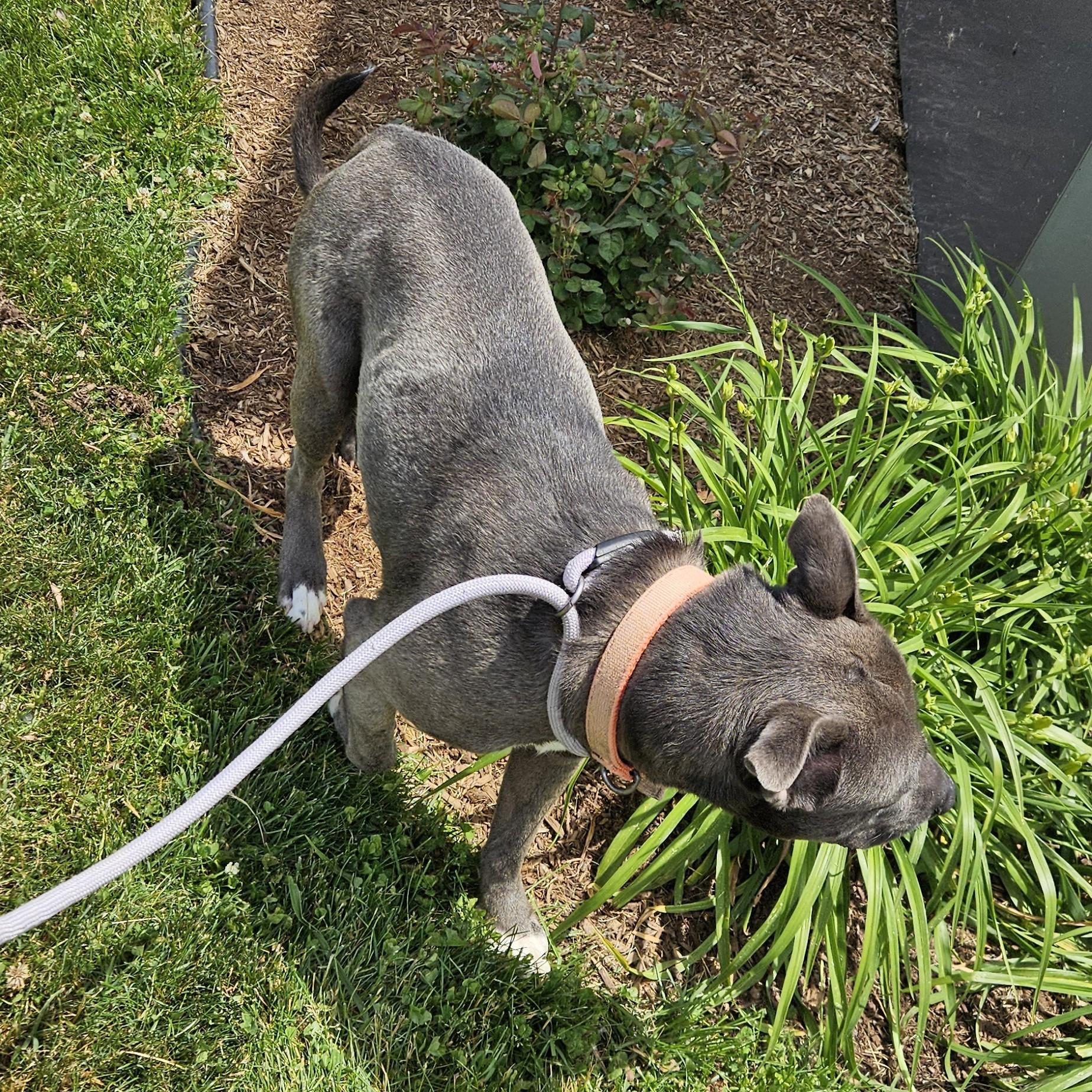 Archer, a ADOPTABLE mixed breed in Benton Harbor, MI image 5/6