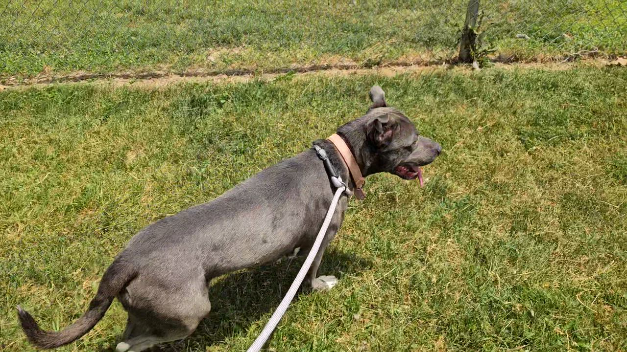 Enlarge Archer, a ADOPTABLE mixed breed in Benton Harbor, MI video 3/6