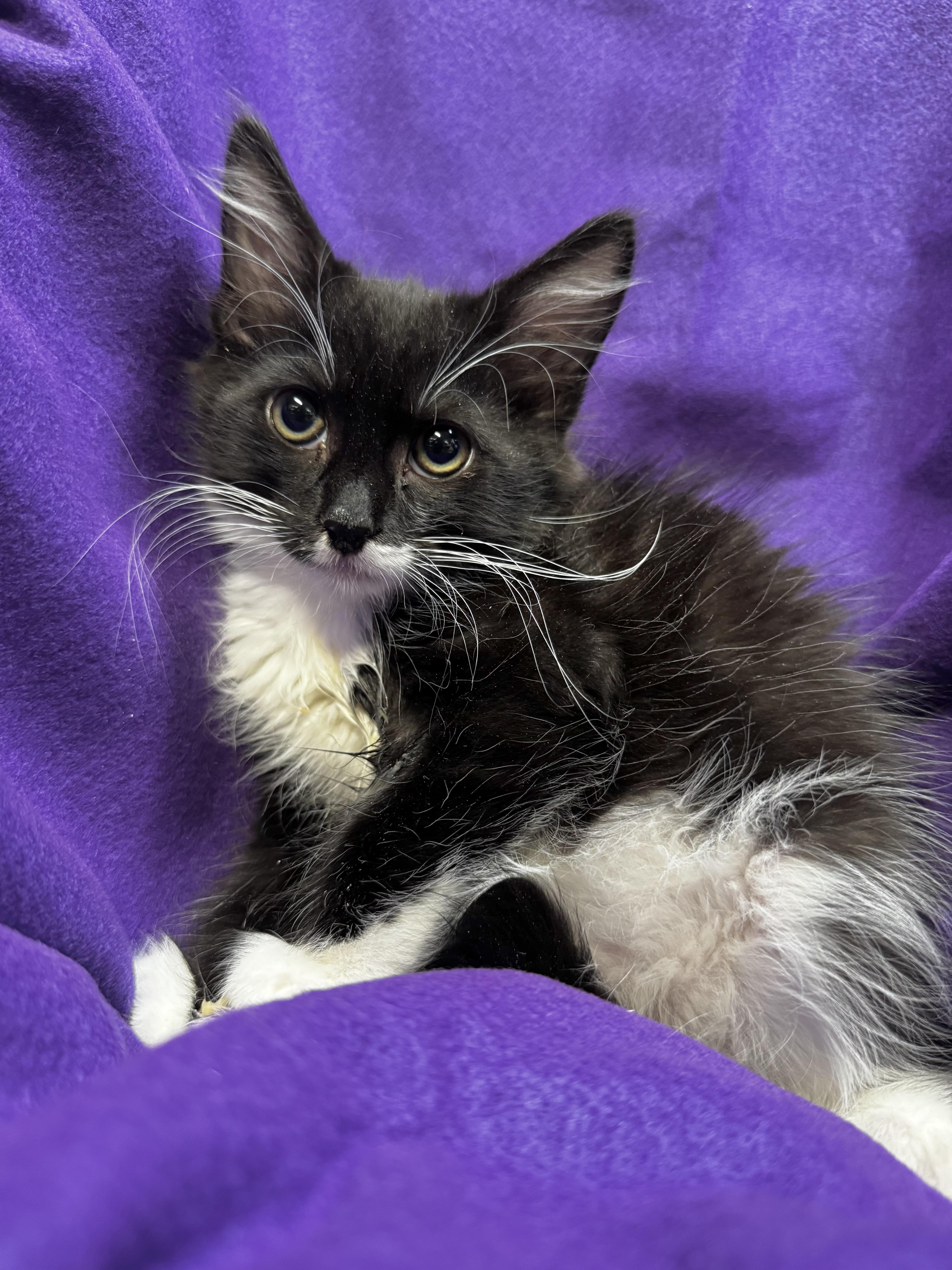 Spike, a Adoptable Domestic Long Hair in Riverside, CA image 2/6